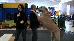 Le salon info canin 2012 au carrefour St-Georges