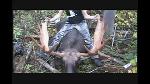 Chasse � l'orignal 2