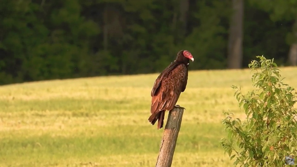 buse à tête rouge